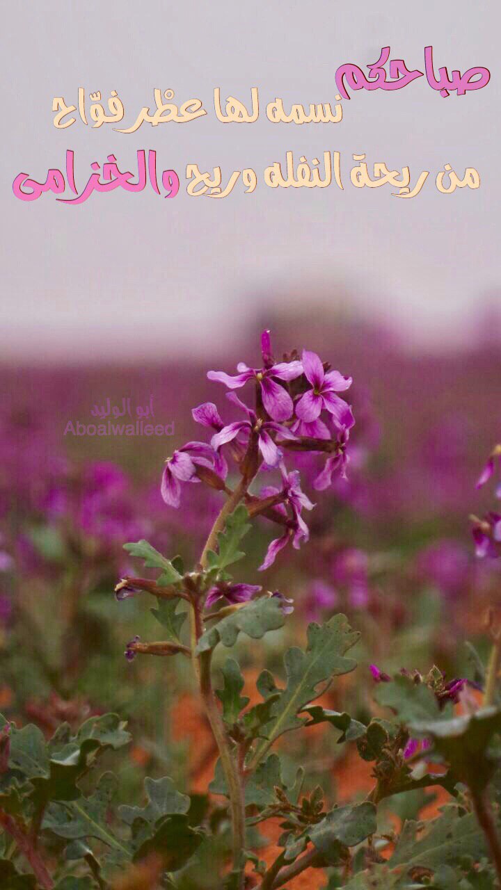 خلفية رقم 68