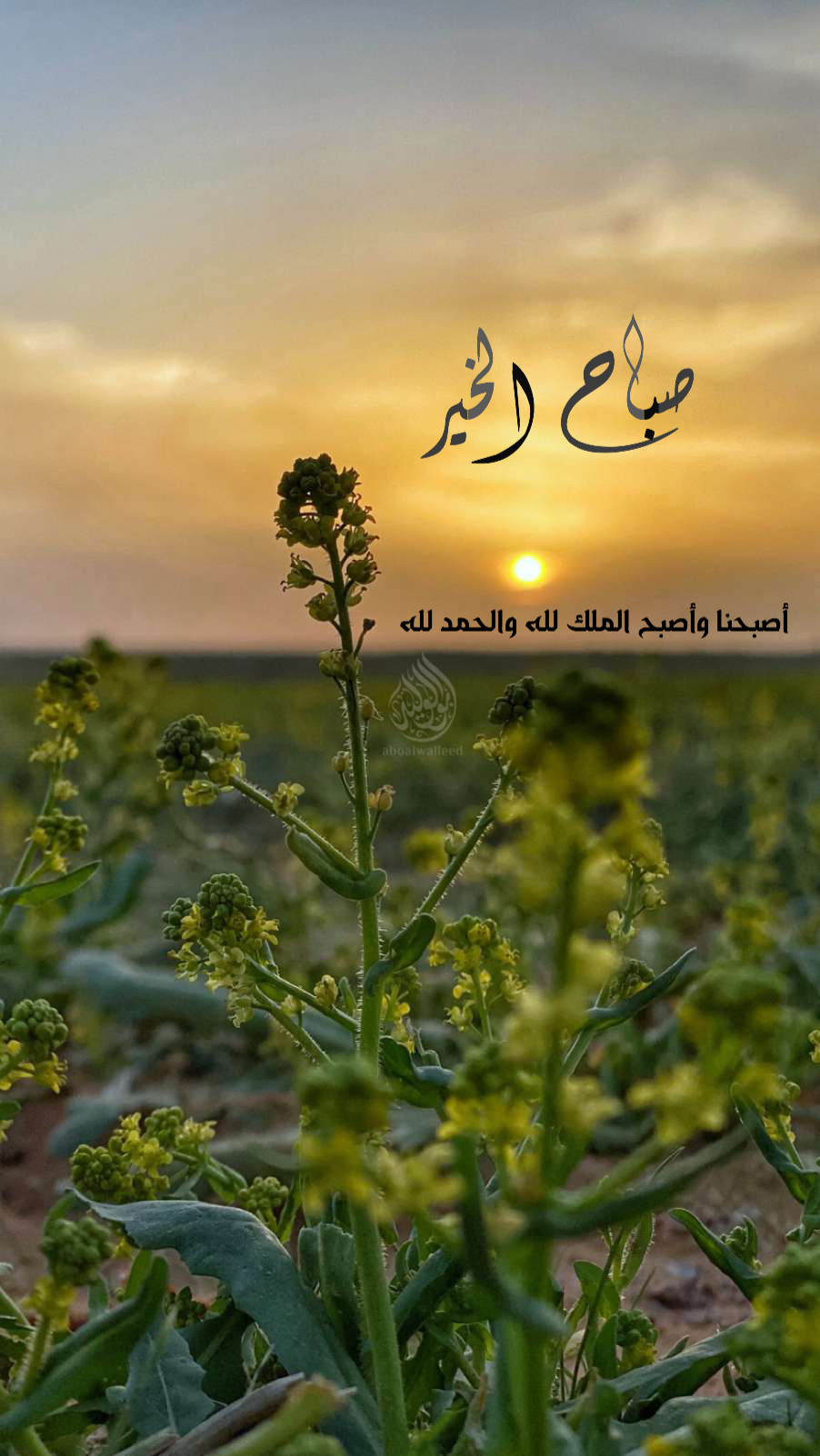 خلفية رقم 164