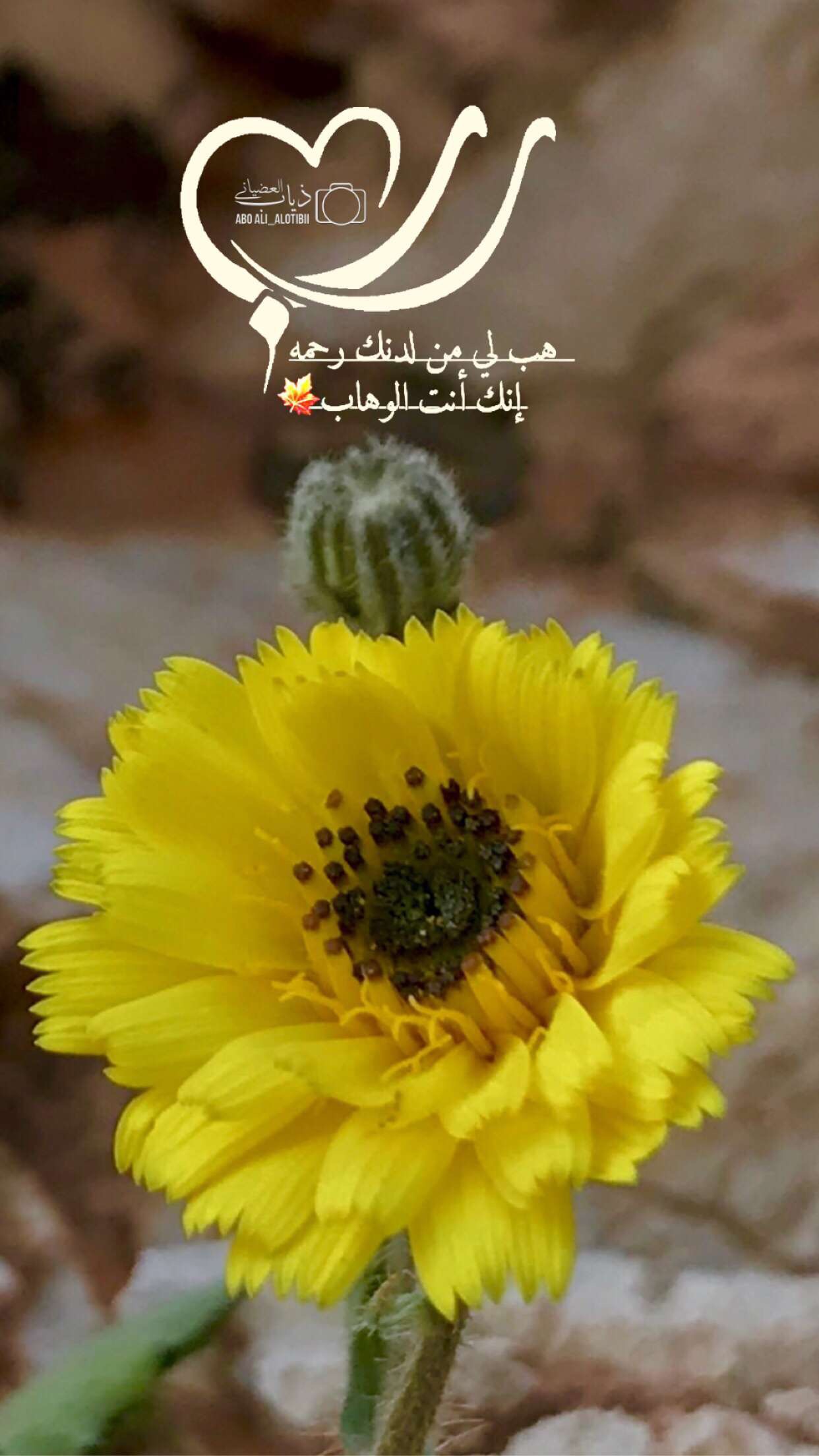 خلفية رقم 62