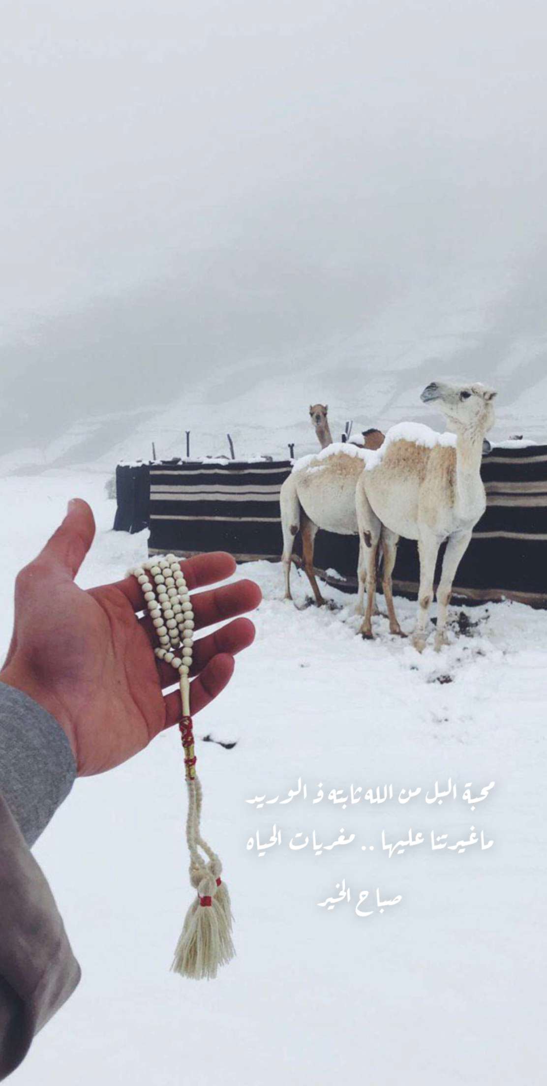 خلفية رقم 56