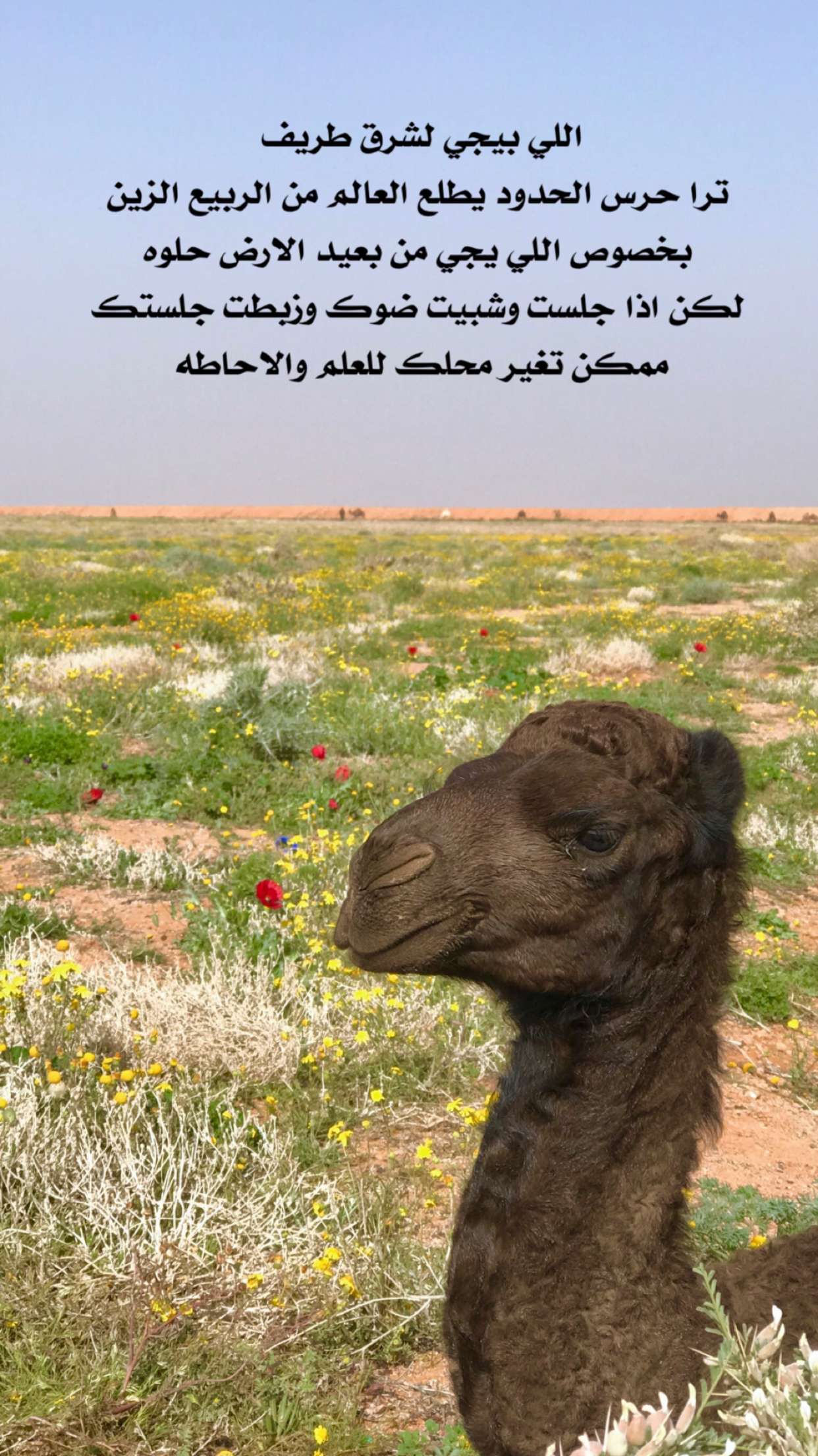 خلفية رقم 171