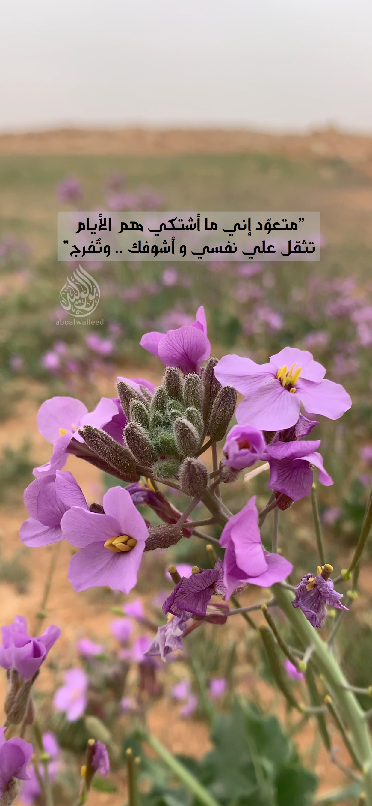 خلفية رقم 114