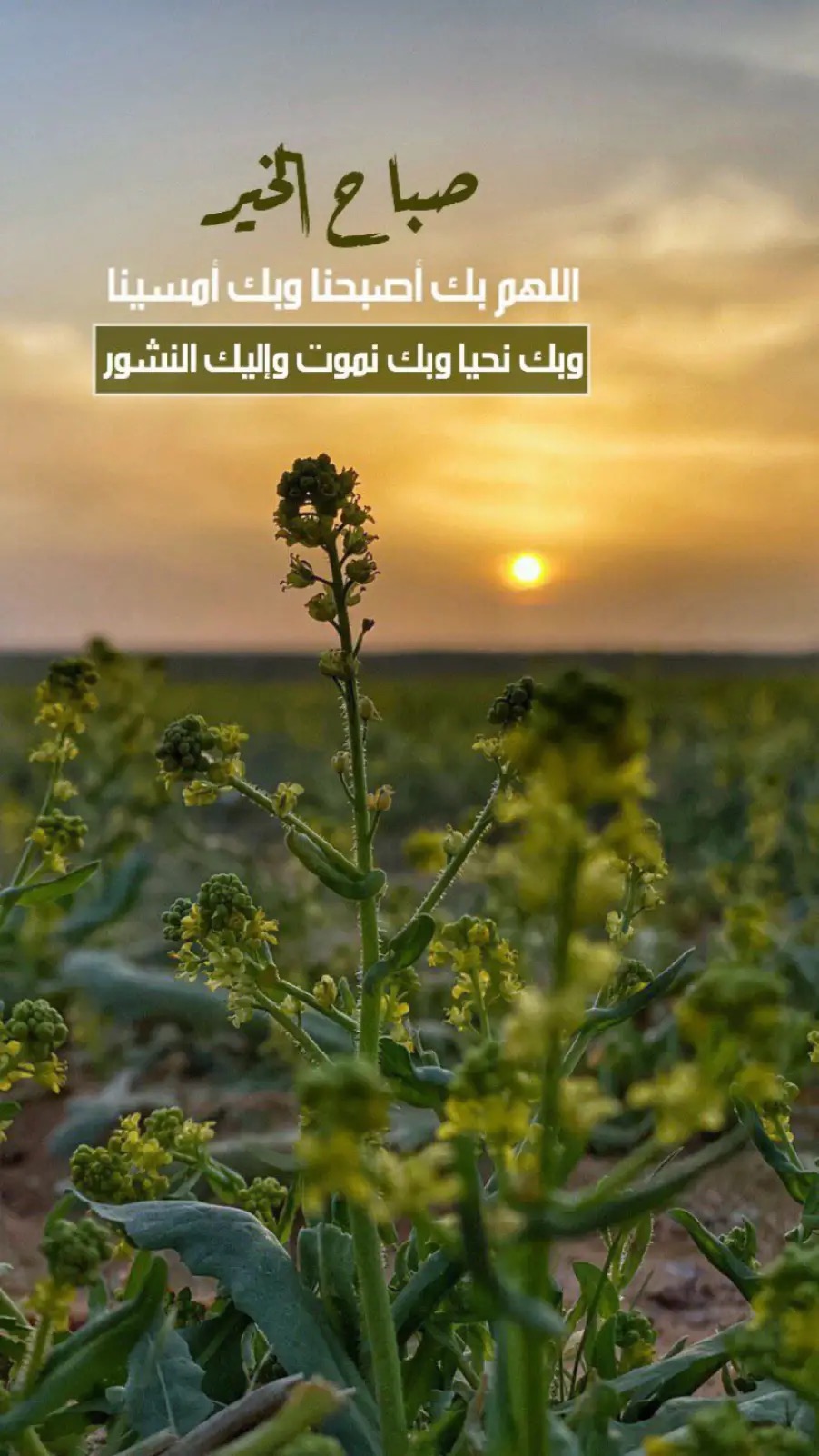 خلفية رقم 176